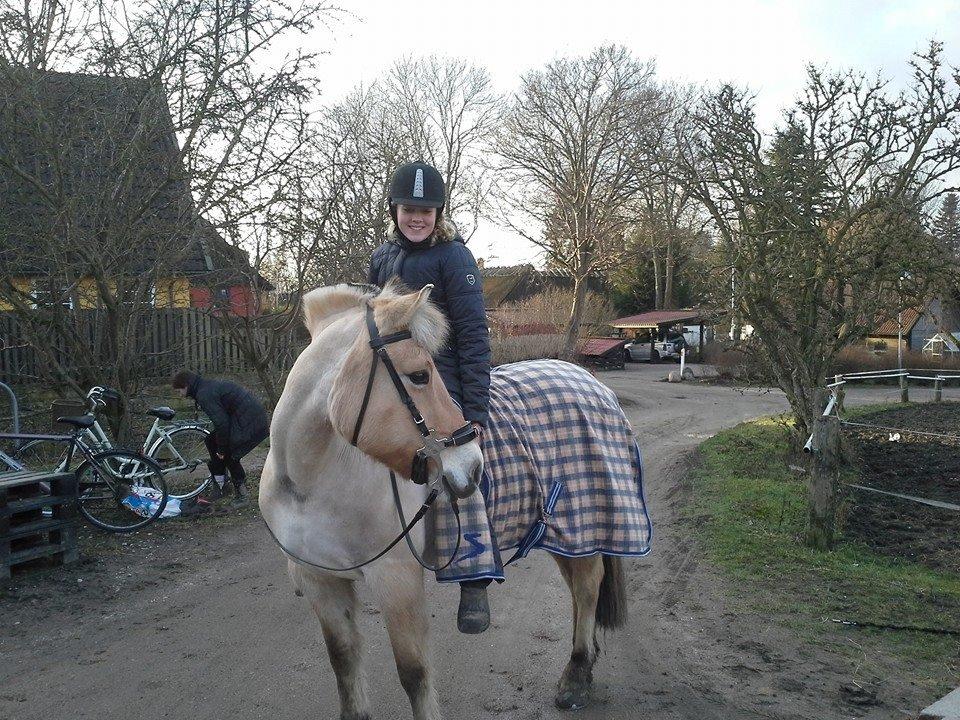 Fjordhest Sif (pony) ¤my soulmate¤ billede 40