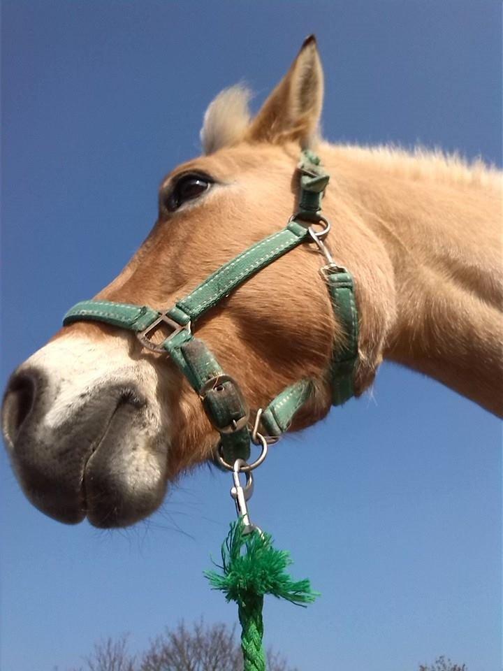 Fjordhest Sif (pony) ¤my soulmate¤ billede 25