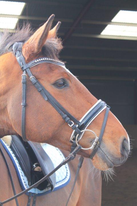 Dansk Varmblod Åkær Charlot (tilbage leveret) billede 11