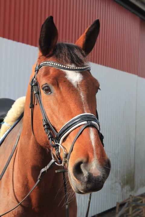 Dansk Varmblod Åkær Charlot (tilbage leveret) billede 12