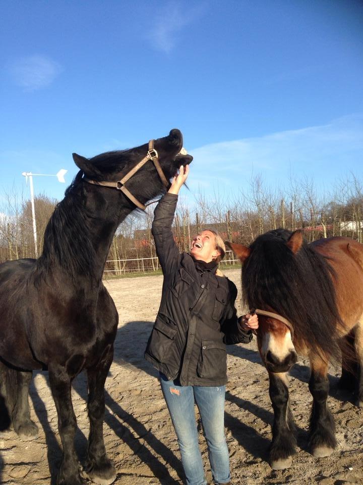 Nordsvensk Skovhest Lukas billede 4