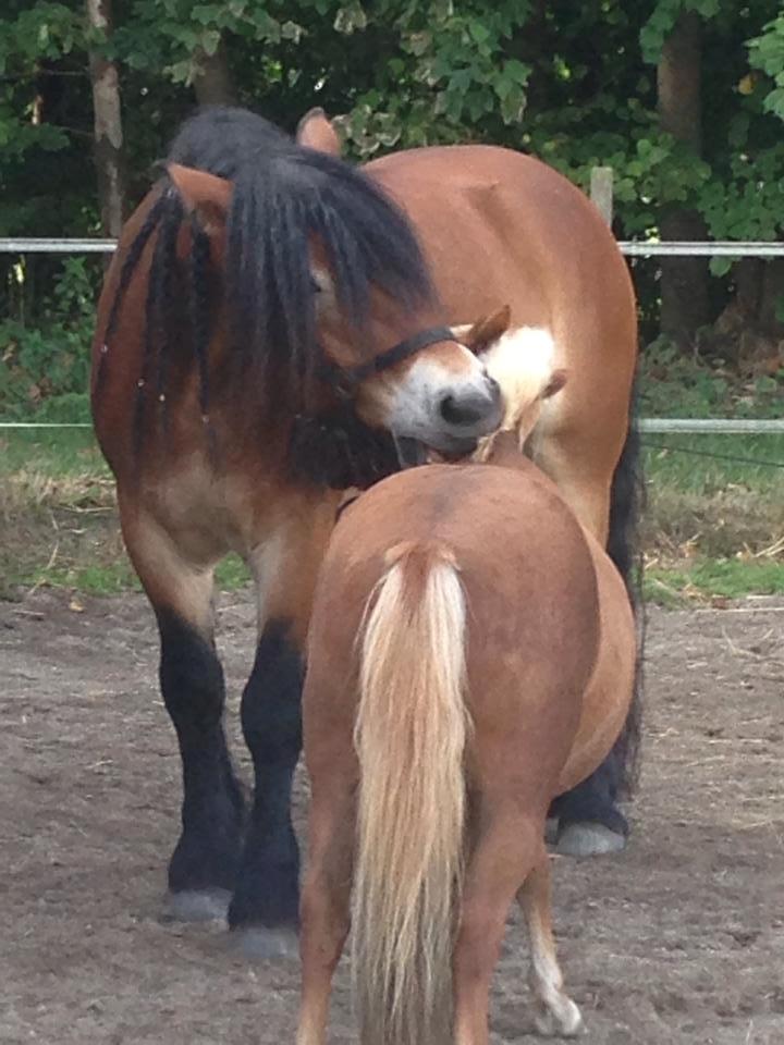 Nordsvensk Skovhest Lukas billede 6