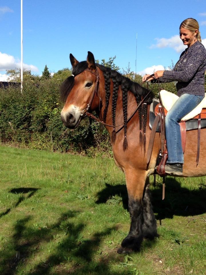 Nordsvensk Skovhest Lukas billede 2