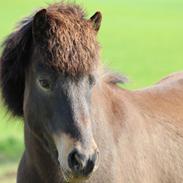 Islænder Piltur fra Søtofte