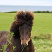 Islænder Piltur fra Søtofte
