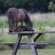 Islænder Piltur fra Søtofte