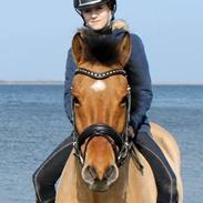 Anden særlig race Bayli 