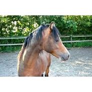 Welsh Pony (sec B) Bjerregårds Quint, kaldet Basse