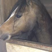 Welsh Pony (sec B) Bjerregårds Quint, kaldet Basse