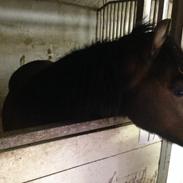 Welsh Pony (sec B) Bjerregårds Quint, kaldet Basse