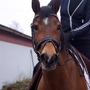 Hollandsk Sportspony Andorra *B-pony* Solgt