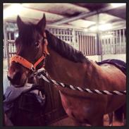 New Forest Picandt<3 *soulmate*