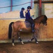 New Forest Picandt<3 *soulmate*