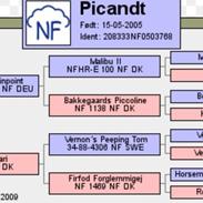 New Forest Picandt<3 *soulmate*