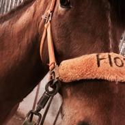 New Forest Picandt<3 *soulmate*