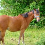 New Forest Picandt<3 *soulmate*