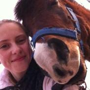 Anden særlig race Elvis