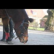 Anden særlig race Elvis