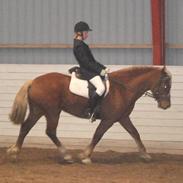 Welsh Cob (sec D) Valhallas Zamba 