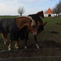 Arabisk fuldblod (OX) TU Elix OX