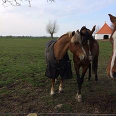 Arabisk fuldblod (OX) TU Elix OX