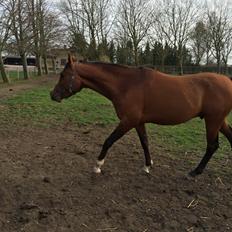 Arabisk fuldblod (OX) TU Elix OX