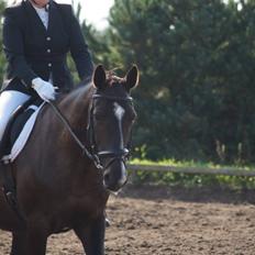 Dansk Varmblod Madonna