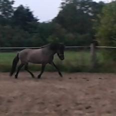 Islænder Perla fra Linå Mark