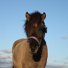 Islænder Perla fra Linå Mark