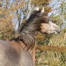 Arabisk fuldblod (OX) Farasha El Karmdal 