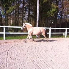 Fjordhest Hjorthøj´s Note