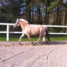 Fjordhest Hjorthøj´s Note