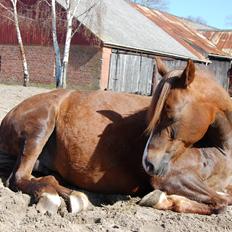 Welsh Pony (sec B) Keilkær Zerlina R.I.P.