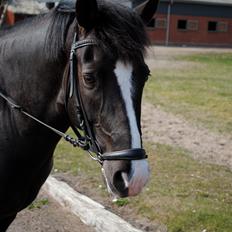 New Forest Southforks Athos