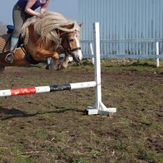 Haflinger Mille;-*