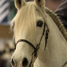 Lusitano Ninito