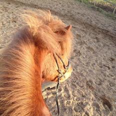 Islænder Mundilfari frá Meldgaard