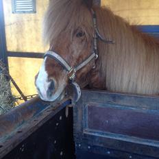 Islænder Mundilfari frá Meldgaard