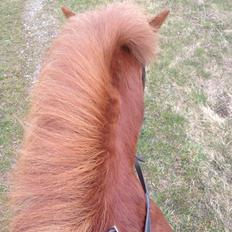 Islænder Mundilfari frá Meldgaard