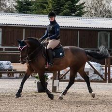 Holstener Cissè Qnego Z