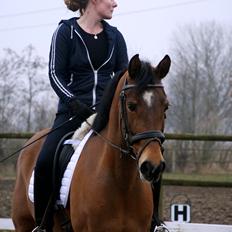 Hollandsk Sportspony Andorra *B-pony* Solgt