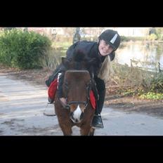 Anden særlig race Elvis