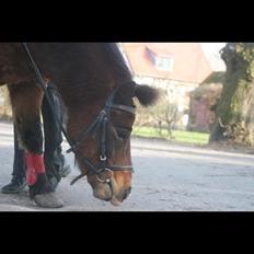 Anden særlig race Elvis