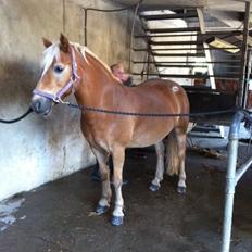 Haflinger Jackie