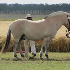 Fjordhest Ørn Fjordlyst
