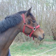 Welsh Partbred (Sec F) Bohemo Kolly