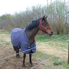 Welsh Partbred (Sec F) Bohemo Kolly