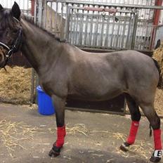 Welsh Partbred (Sec F) Bohemo Kolly