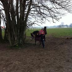 Anden særlig race Damgårds Maggie