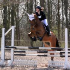 Dansk Varmblod RTS - Contreau